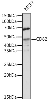 CD82 Polyclonal Antibody