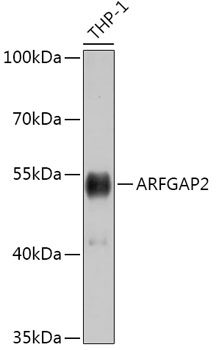 ARFGAP2 Polyclonal Antibody
