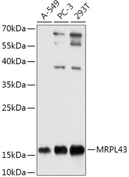 MRPL43 Polyclonal Antibody