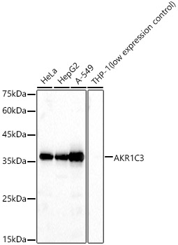 AKR1C3 Polyclonal Antibody