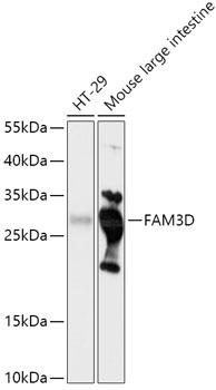 FAM3D Polyclonal Antibody