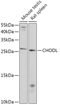 CHODL Polyclonal Antibody
