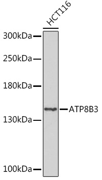 ATP8B3 Polyclonal Antibody