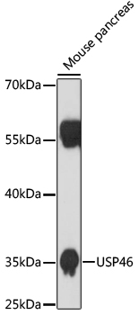 USP46 Polyclonal Antibody