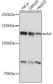 Axl Polyclonal Antibody