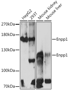 Enpp1 Polyclonal Antibody