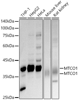 MTCO1 Polyclonal Antibody