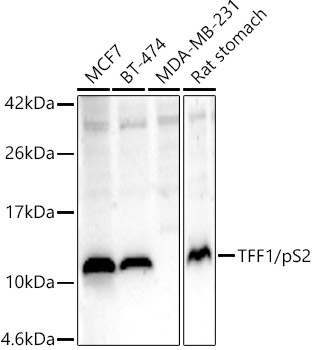 TFF1/pS2 Polyclonal Antibody