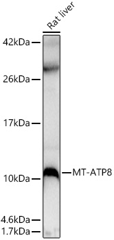 MT-ATP8 Polyclonal Antibody