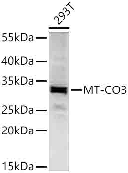 MT-CO3 Polyclonal Antibody