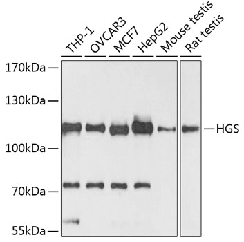 HGS Polyclonal Antibody