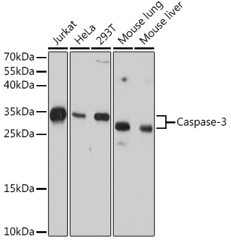 Caspase-3 Monoclonal Antibody