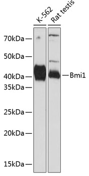Bmi1 Monoclonal Antibody [6H9B0]
