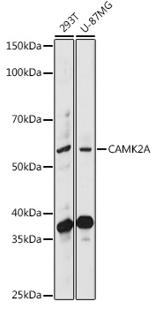 CAMK2A Polyclonal Antibody