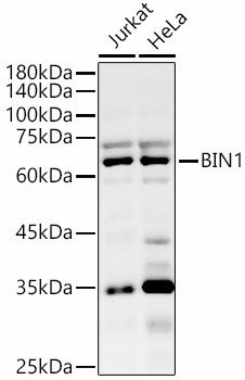 BIN1 Polyclonal Antibody