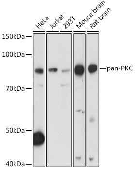 pan-PKC Polyclonal Antibody