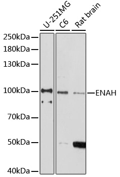 ENAH Polyclonal Antibody
