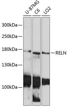 RELN Polyclonal Antibody