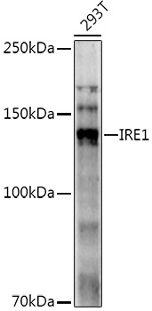 IRE1 Polyclonal Antibody