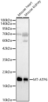 MT-ATP6 Polyclonal Antibody