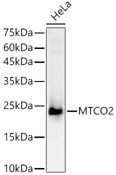 MTCO2 Polyclonal Antibody