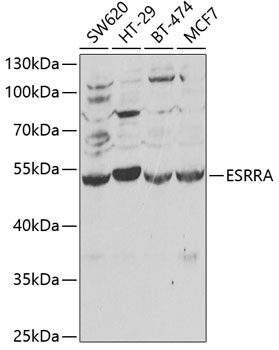 ESRRA Polyclonal Antibody