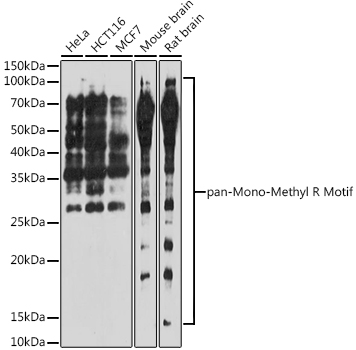 pan-Mono-Methyl Arginine Motif Polyclonal Antibody