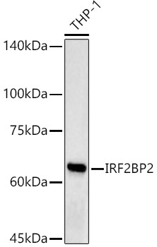 IRF2BP2 Polyclonal Antibody