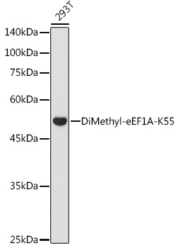 DiMethyl-eEF1A-K55 Polyclonal Antibody