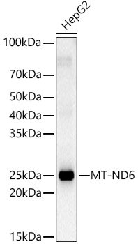 MT-ND6 Polyclonal Antibody