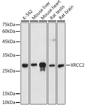 XRCC2 Polyclonal Antibody