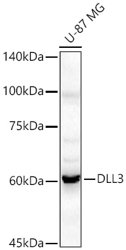 DLL3 Polyclonal Antibody