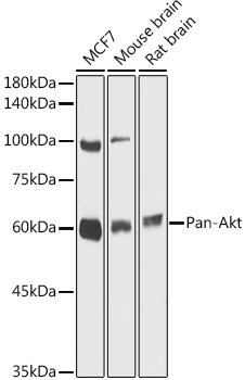 Pan-Akt Polyclonal Antibody