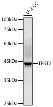 TPST2 Polyclonal Antibody