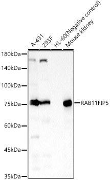 RAB11FIP5 Polyclonal Antibody