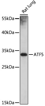 ATF5 Polyclonal Antibody