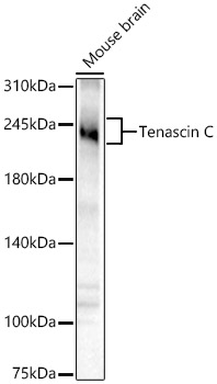 Tenascin C Polyclonal Antibody