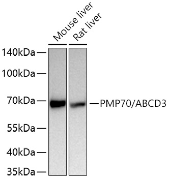 PMP70/ABCD3 Polyclonal Antibody