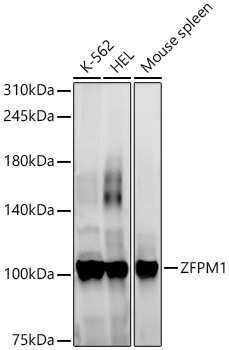 ZFPM1 Polyclonal Antibody