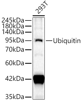 Ubiquitin Polyclonal Antibody