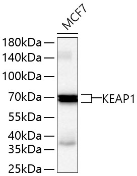 KEAP1 Polyclonal Antibody