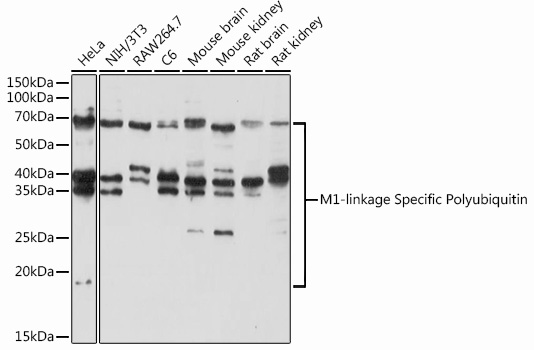 M1-linkage Specific Polyubiquitin Polyclonal Antibody