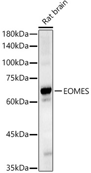 EOMES Polyclonal Antibody