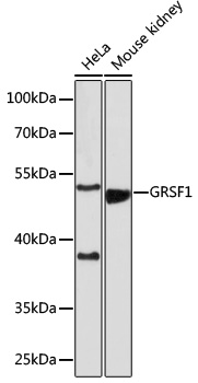 GRSF1 Polyclonal Antibody