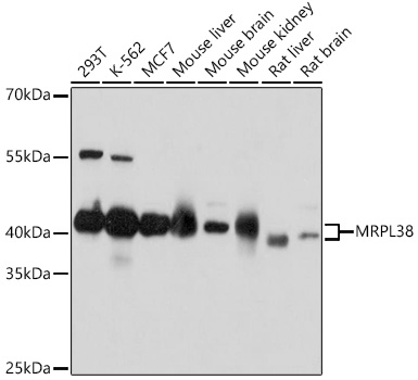 MRPL38 Polyclonal Antibody
