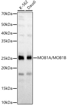 MOB1A/MOB1B Polyclonal Antibody