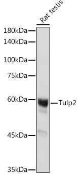 Tulp2 Polyclonal Antibody