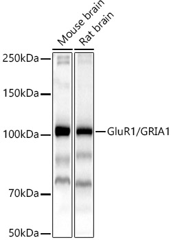 GluR1/GRIA1 Polyclonal Antibody