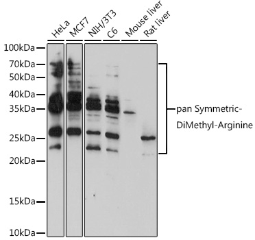 pan-Symmetric Di-Methyl Arginine Polyclonal Antibody