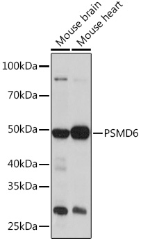 PSMD6 Polyclonal Antibody